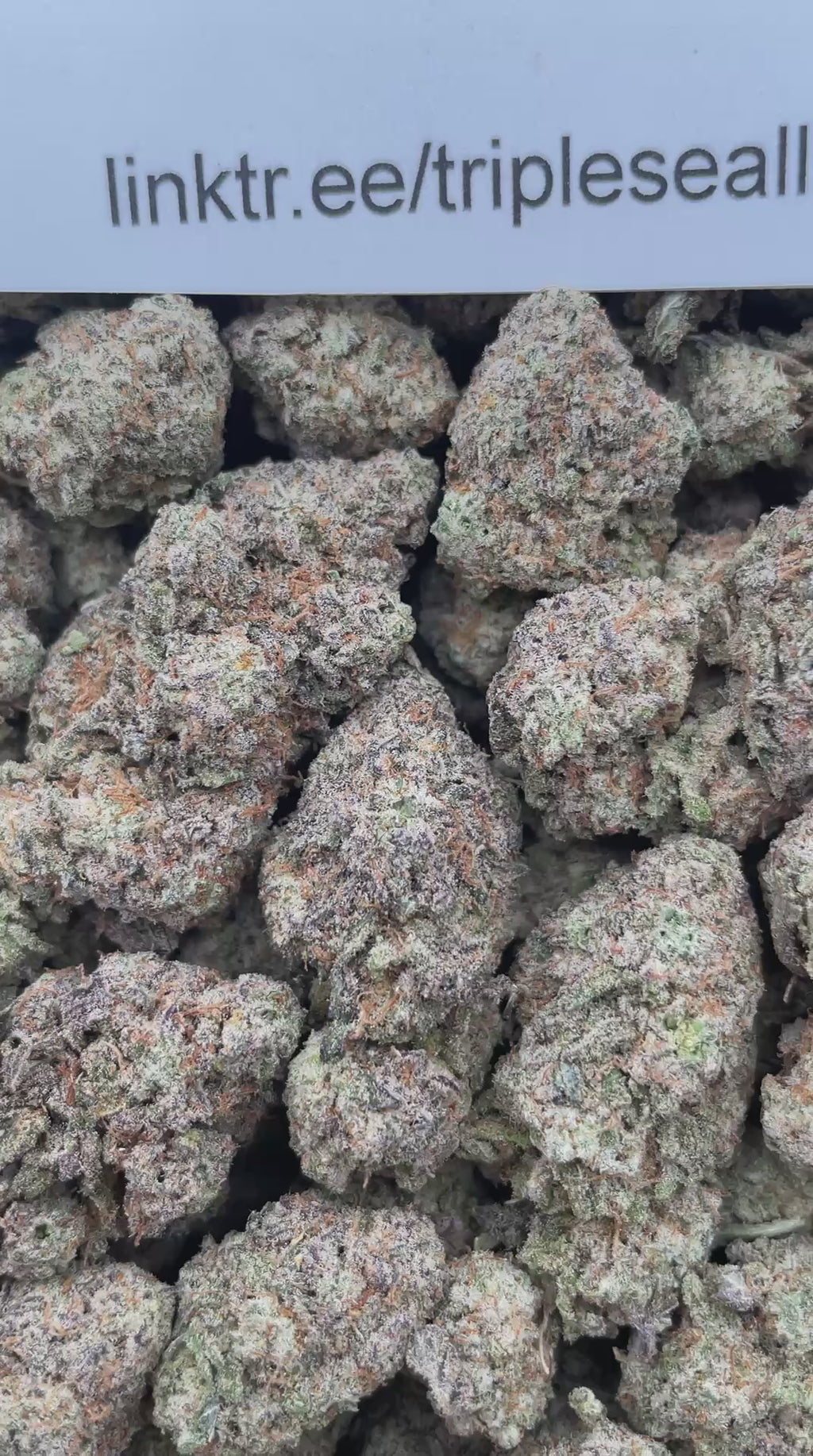 #F36C Mac 11 (INDOOR)