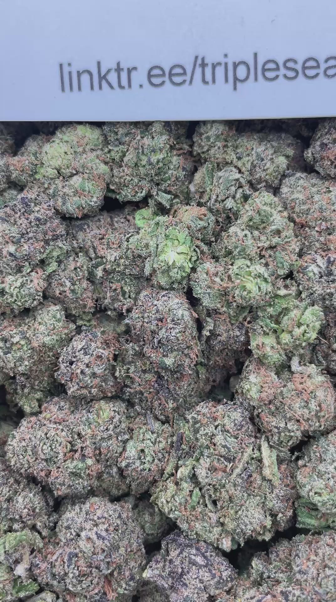 #F37A Lemon Cherry Sizzurp (INDOOR)