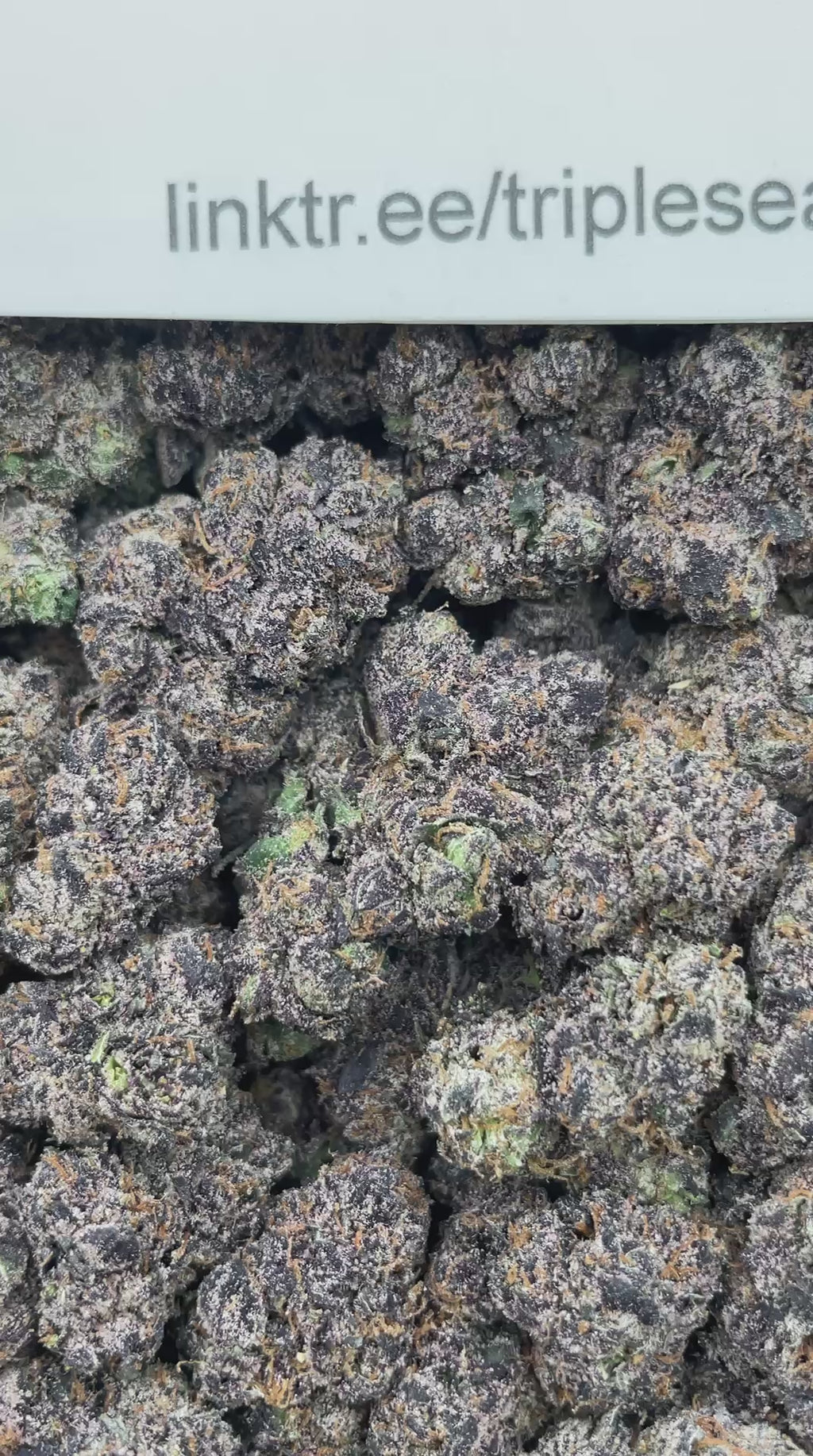 #G4C Purple Space Candy (INDOOR) (LICENSED)