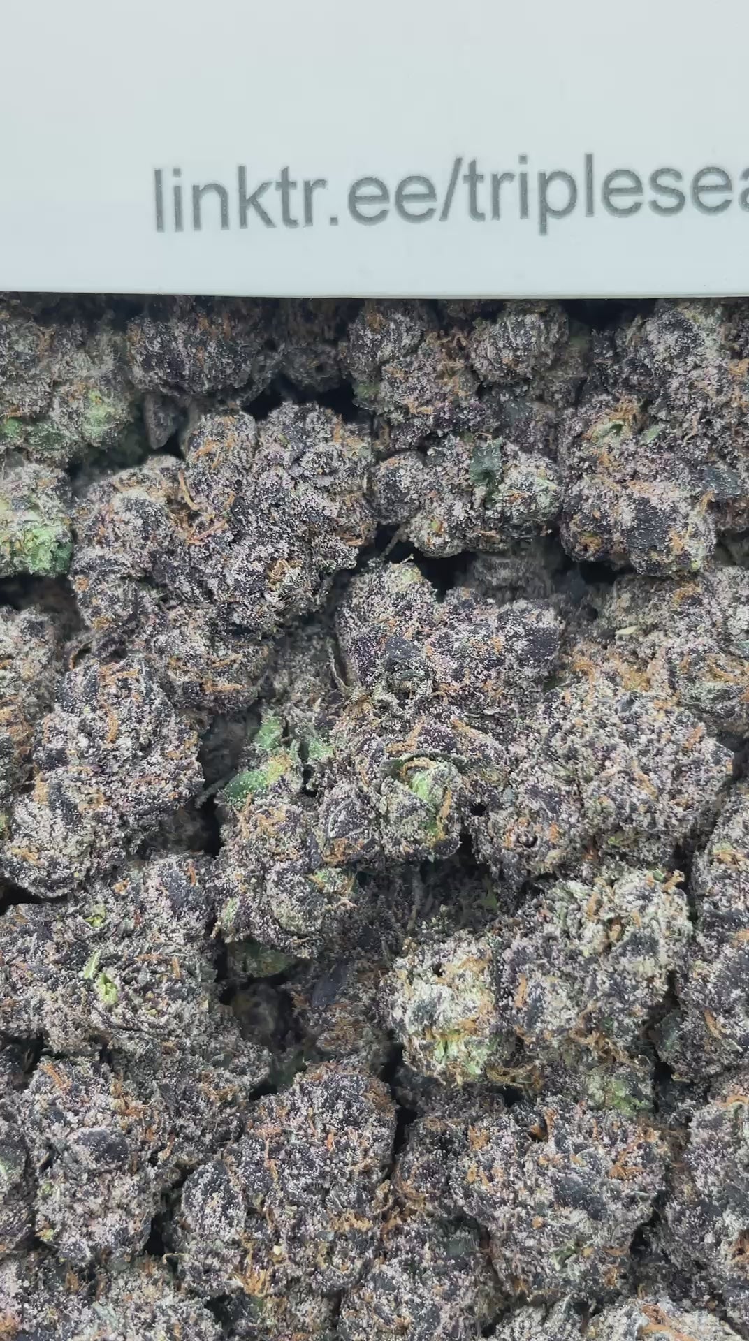 #G4C Purple Space Candy (INDOOR) (LICENSED)