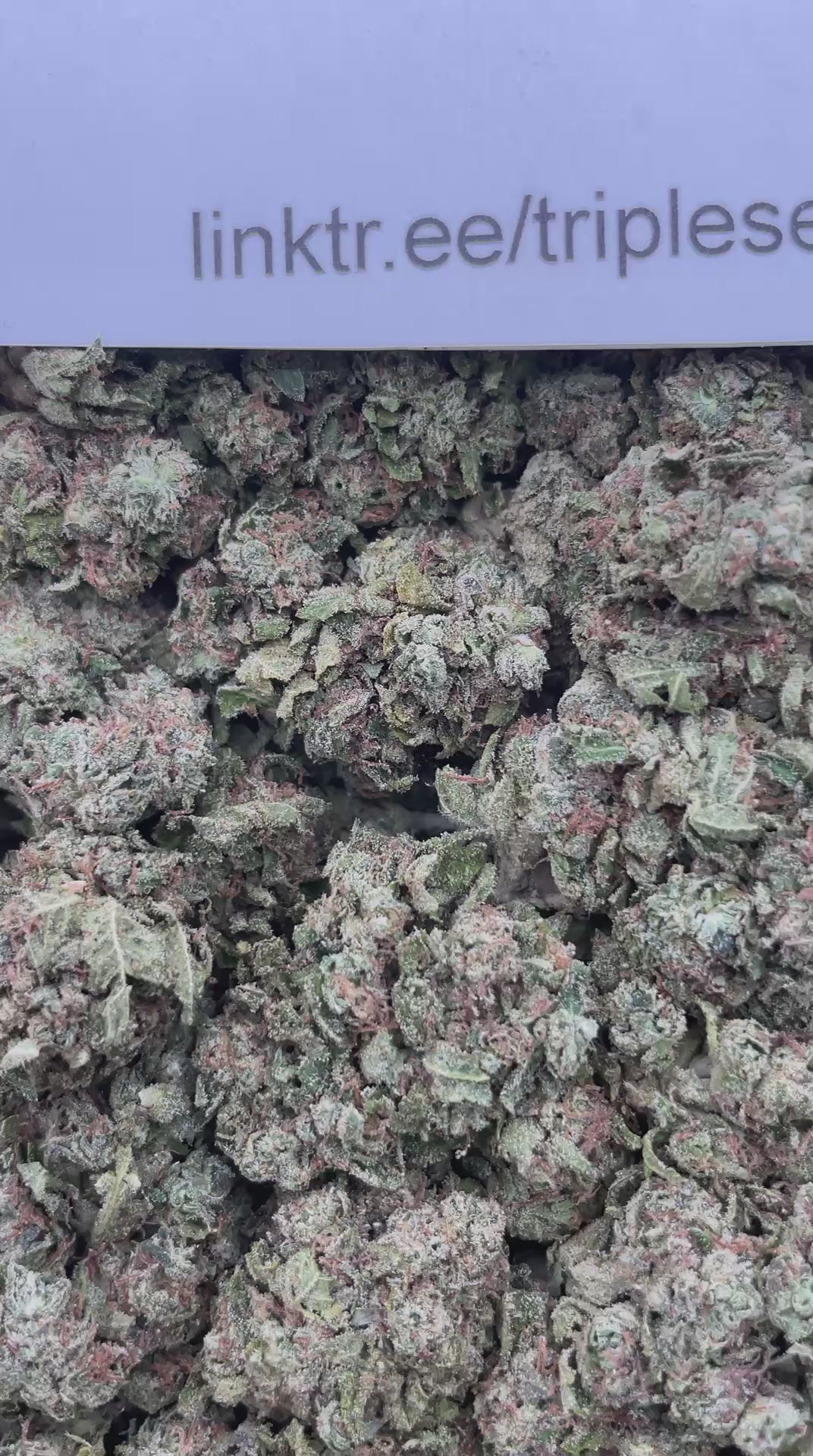 #H26C Loud Candy (DEP)
