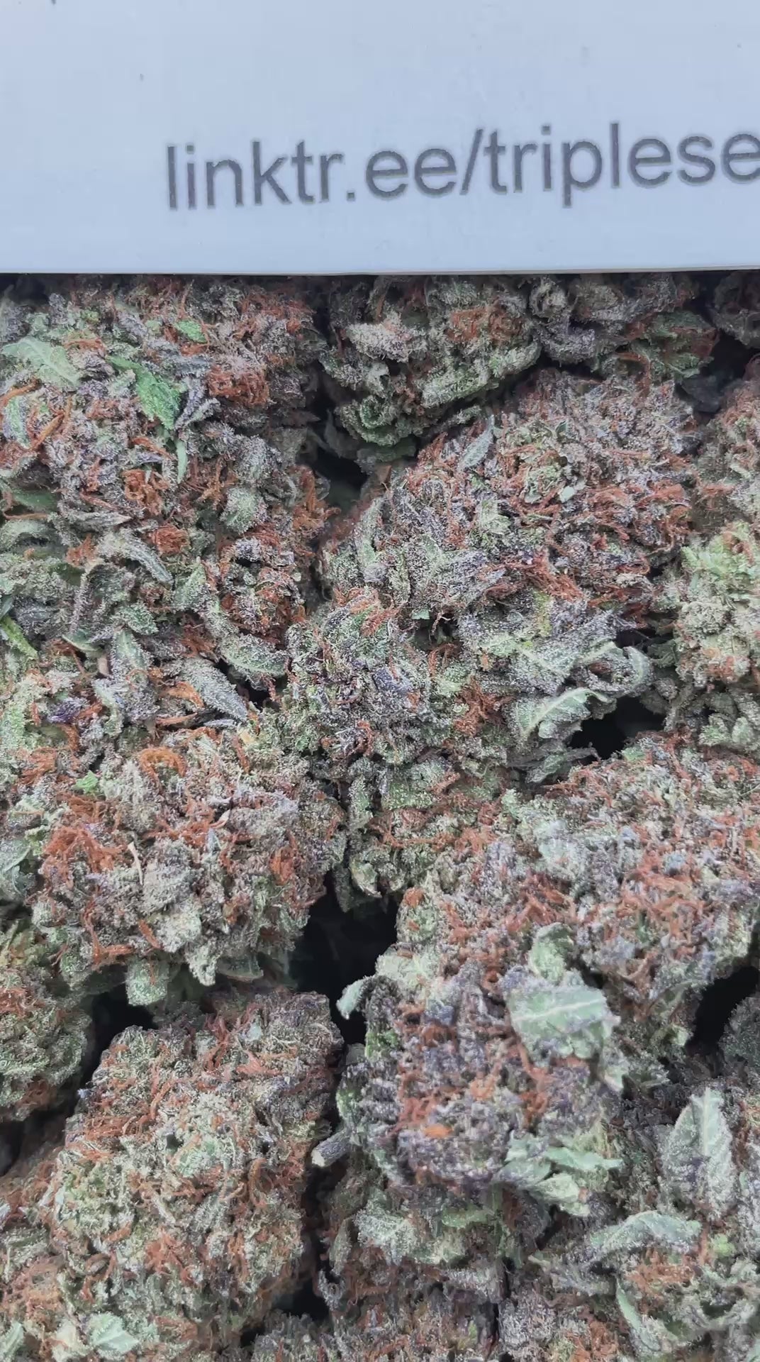 #E15A Bubba Vault (INDOOR)