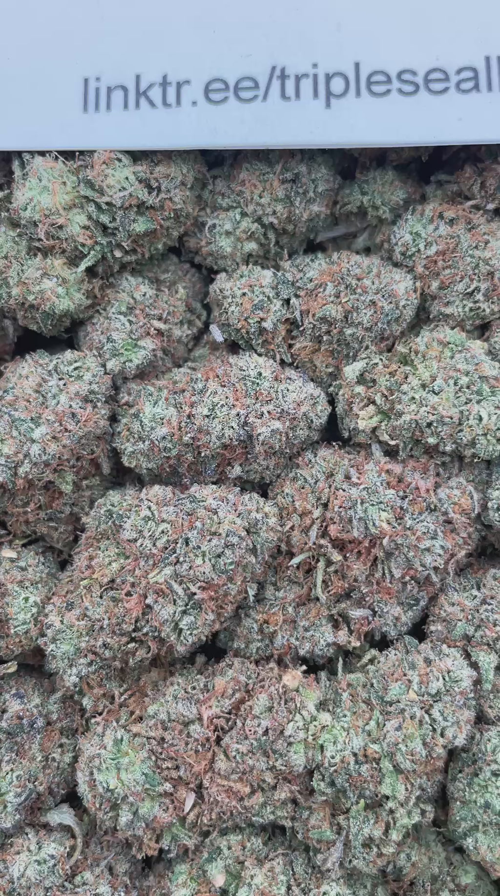 #H23C Cherry Sours (INDOOR)