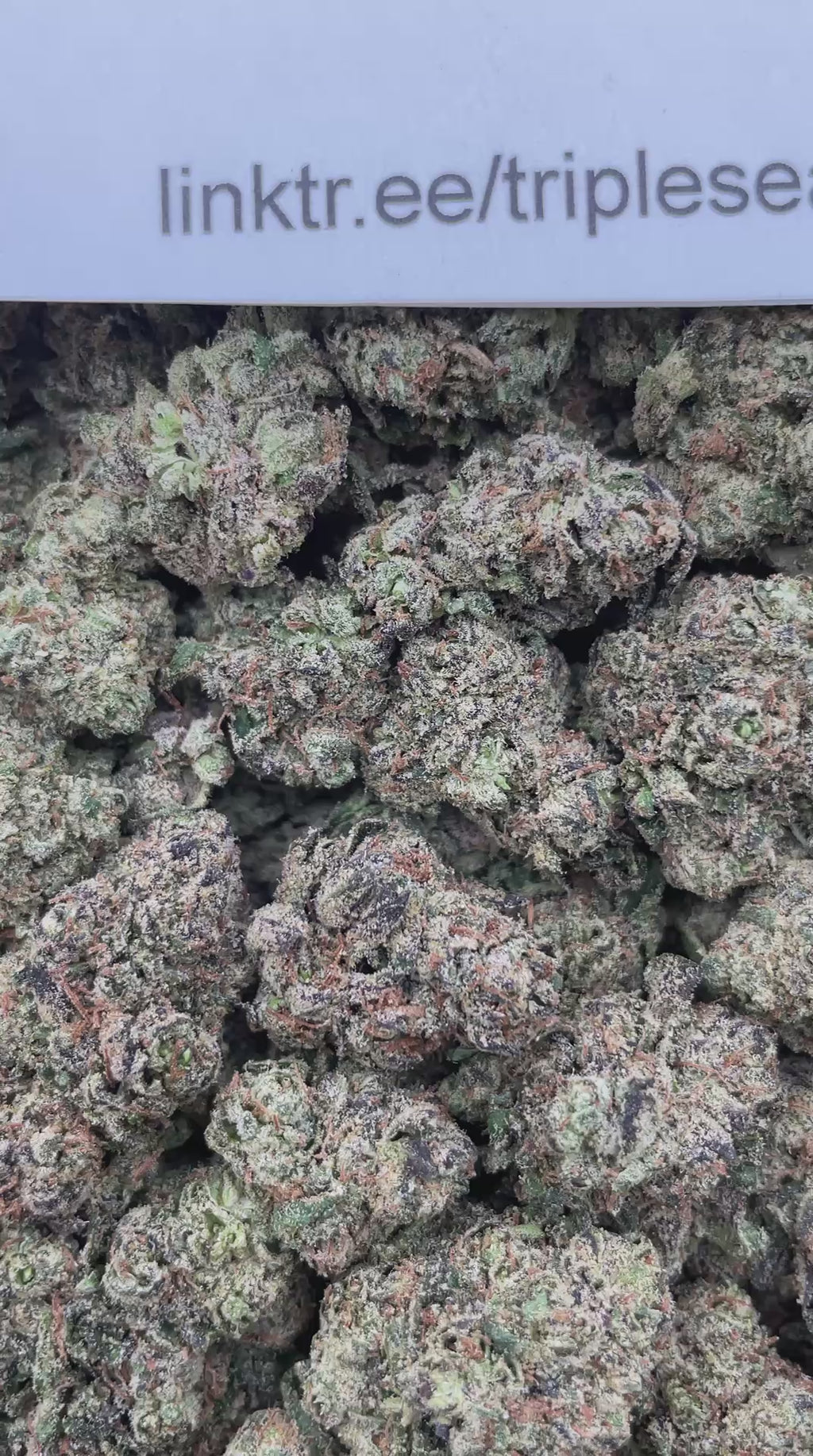 #L37C Lemon Zooties (INDOOR) (LICENSED)