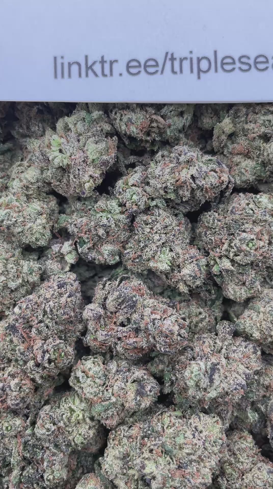 #L37C Lemon Zooties (INDOOR) (LICENSED)