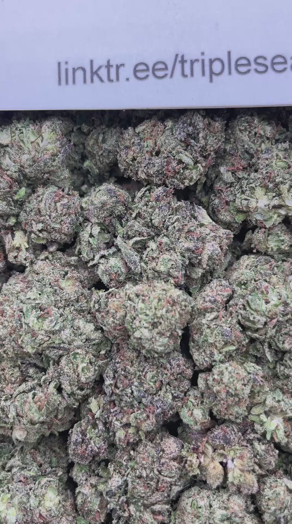 #E4A Cherry Poppers (MIXED LIGHT)