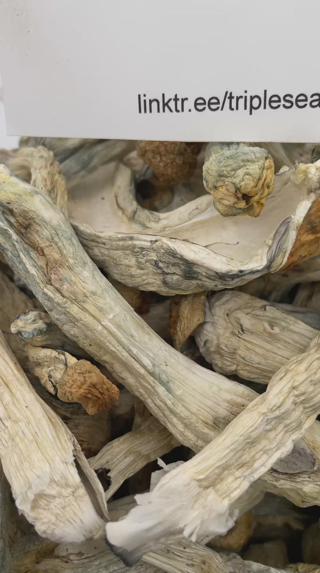 #R31T Penis Envy (SHROOMS)