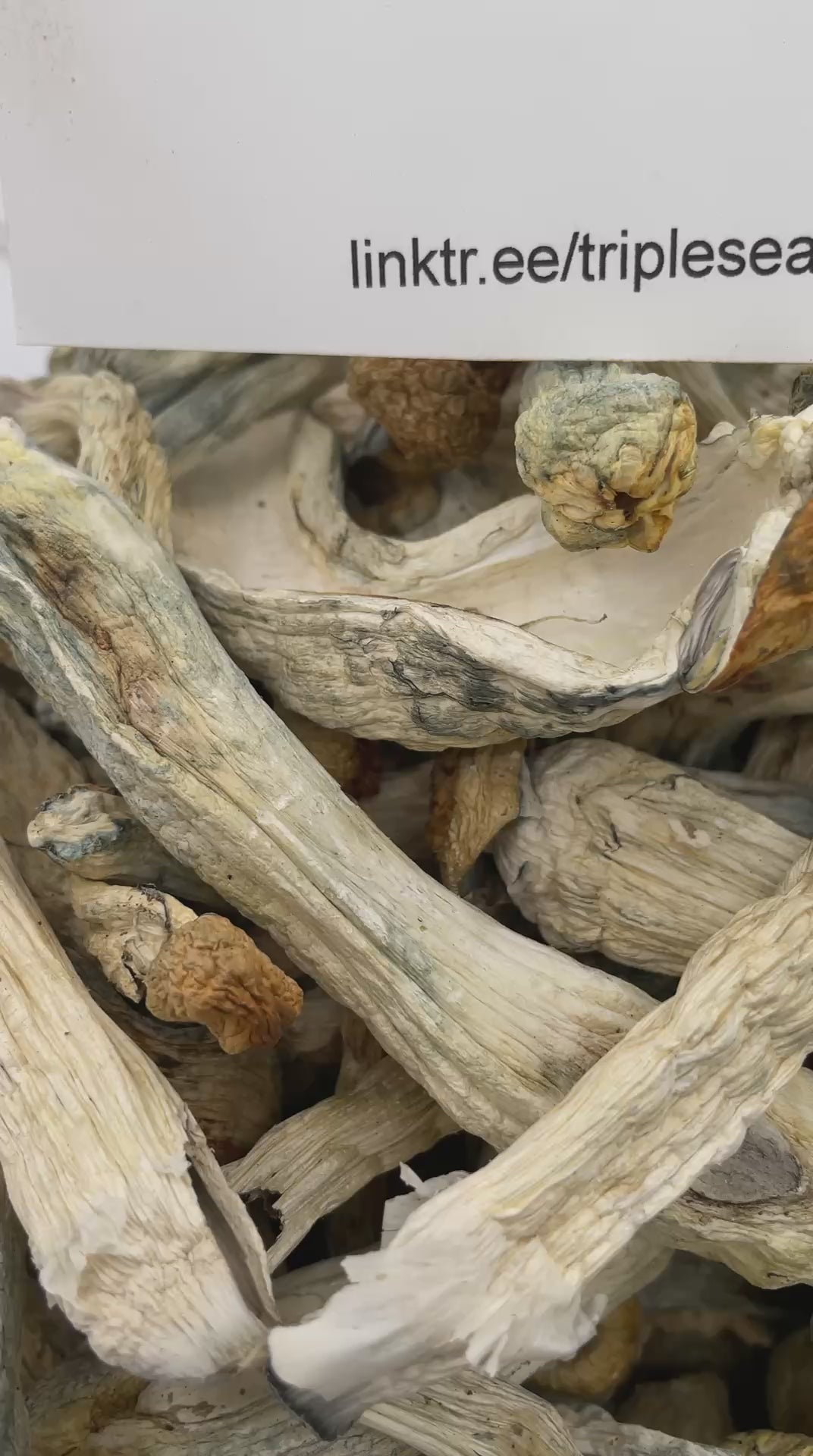 #R31T Penis Envy (SHROOMS)