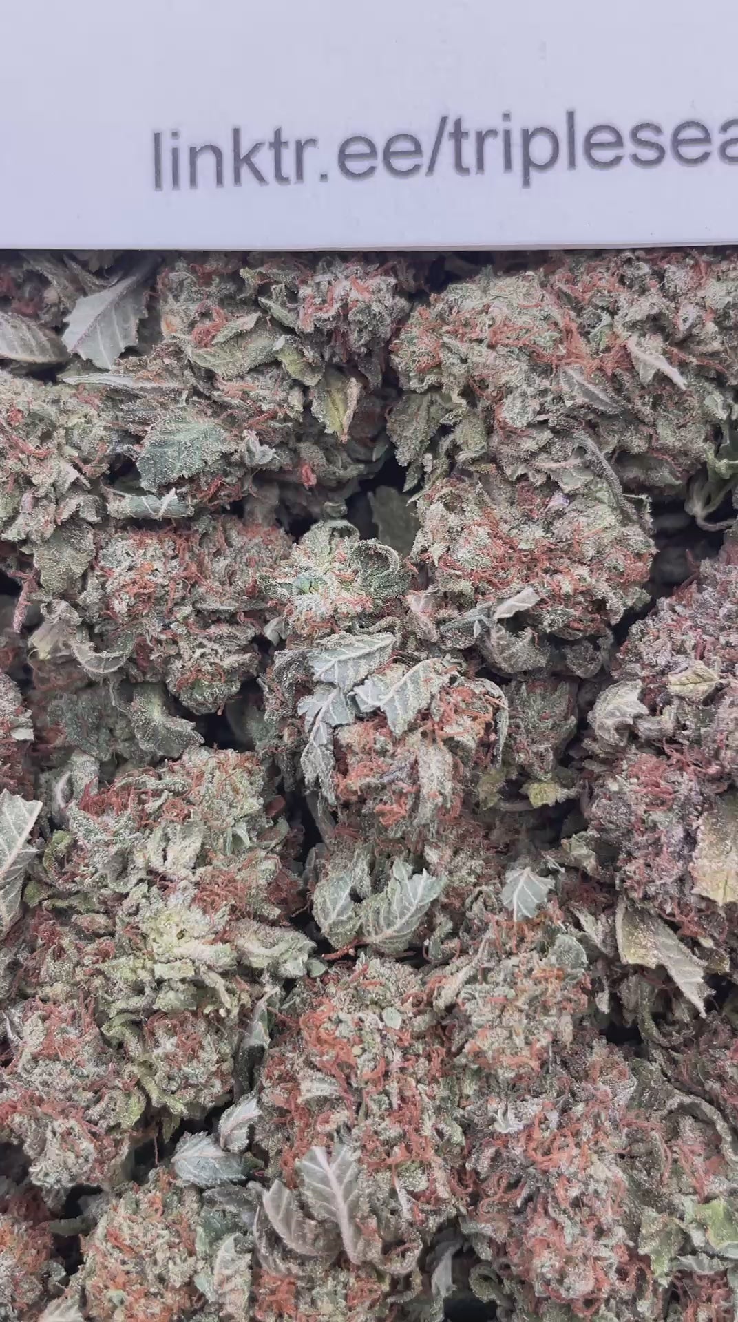 #G30C Bubba Man (INDOOR)