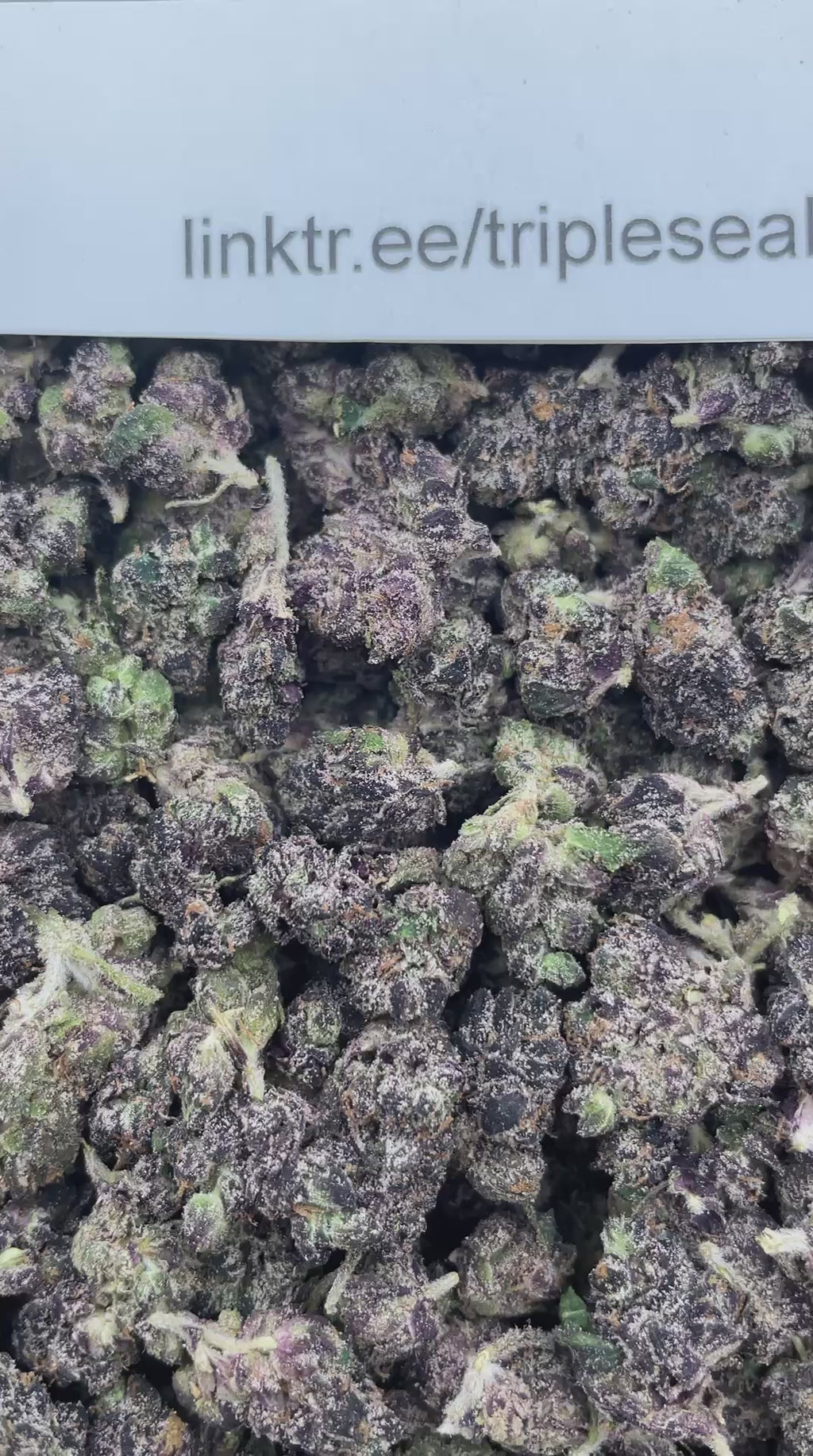#E18A Whaam (EXOTIC SMALLS)