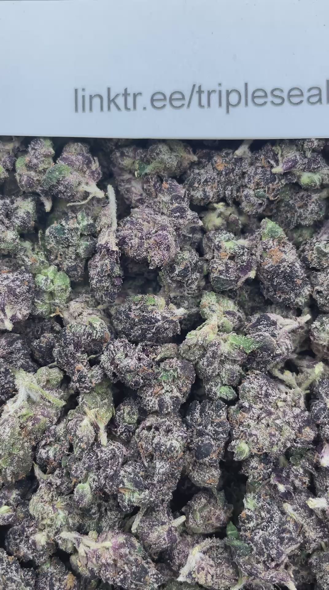 #E18A Whaam (EXOTIC SMALLS)