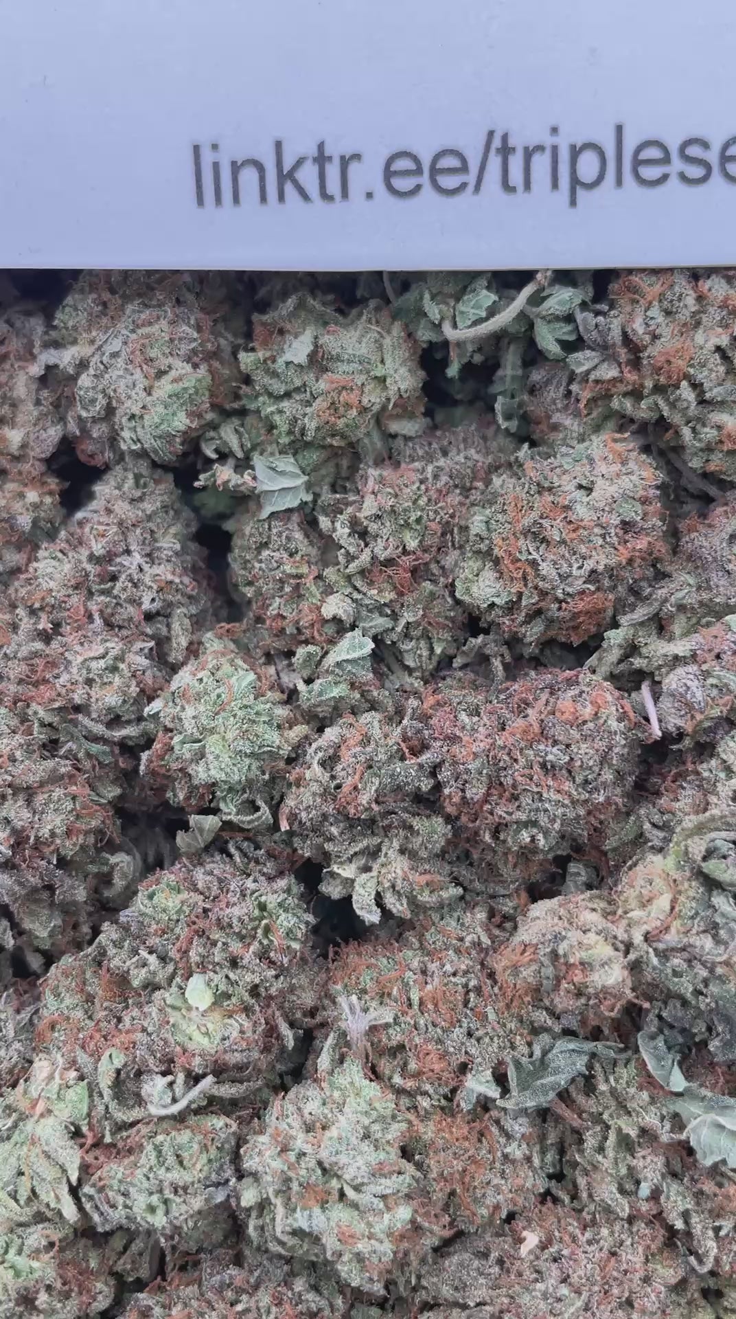 #G6B Platinum Melt (INDOOR)