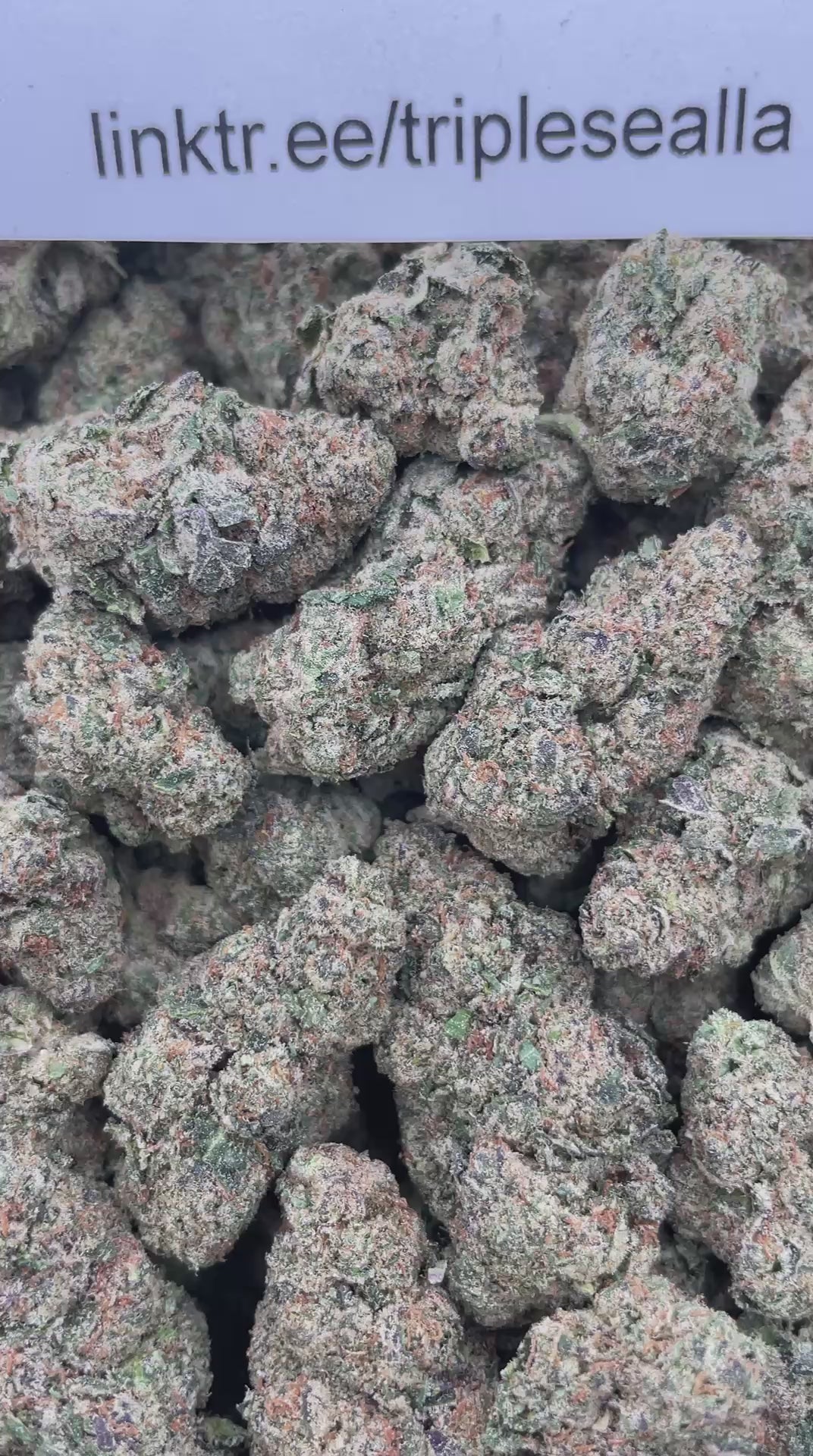 #F16C Yuzu Cheesecake (INDOOR)