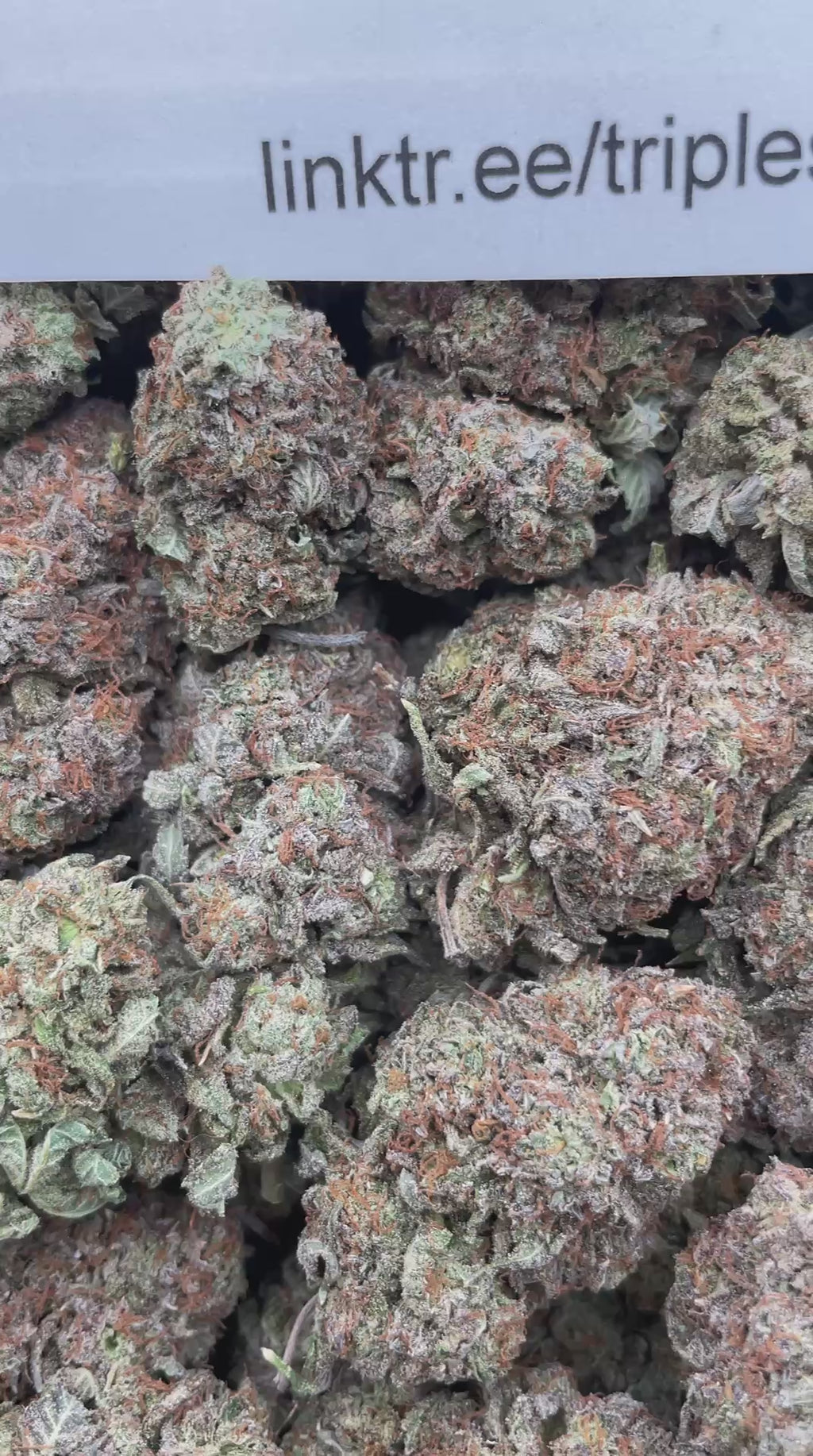 #G40A Purple Platinum (INDOOR)