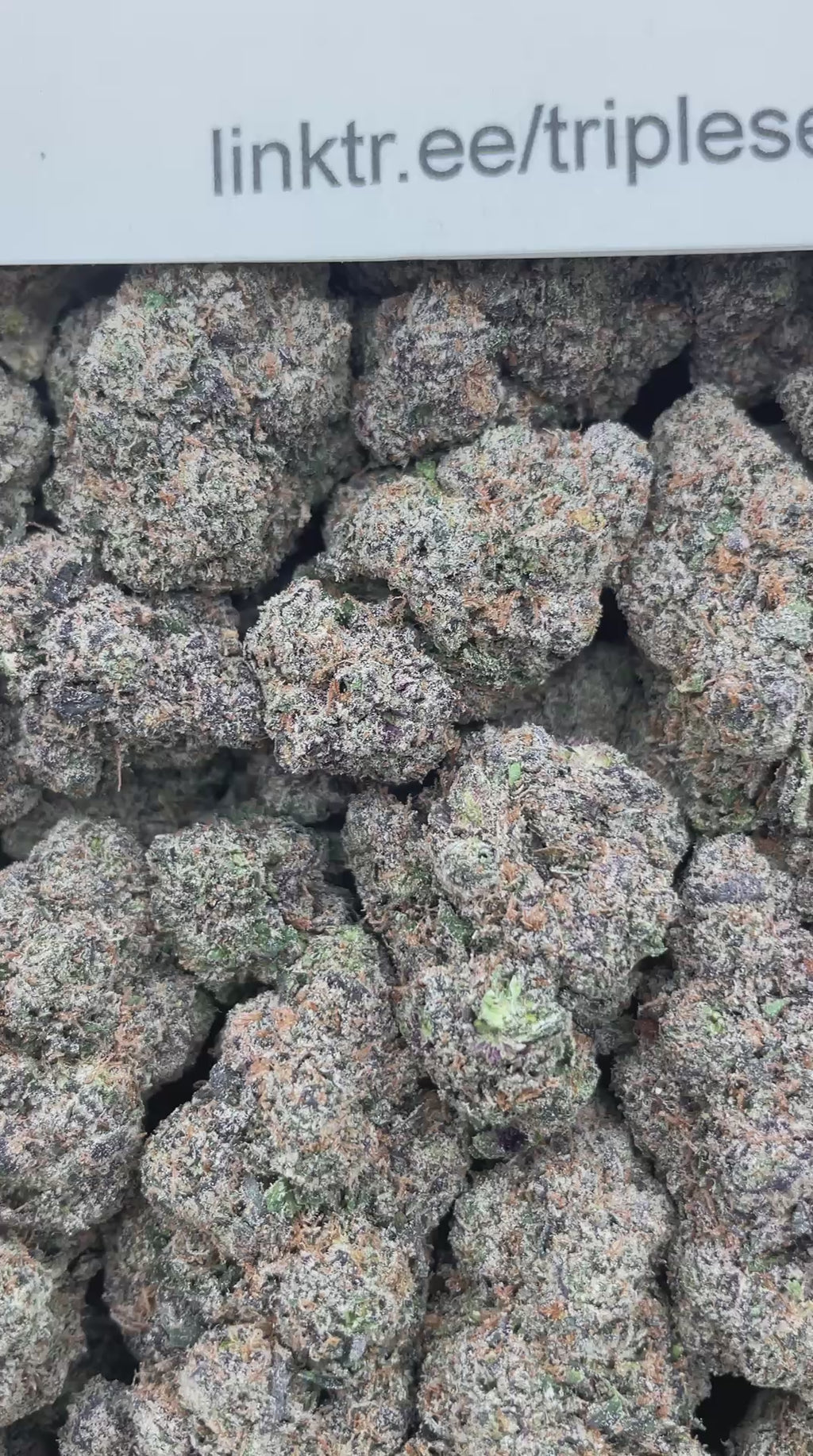 #F18B Trolli Sour Crawlers (INDOOR) (LICENSED) (ORGANIC)