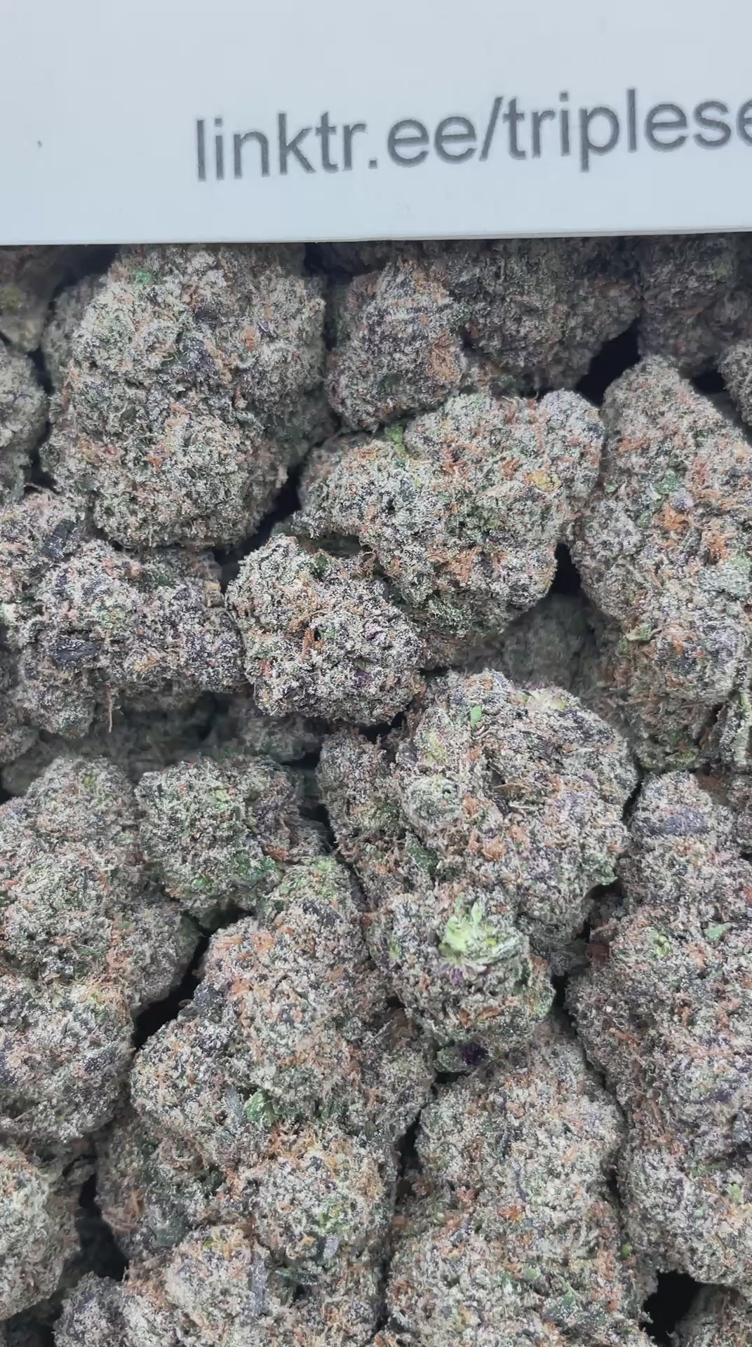 #F18B Trolli Sour Crawlers (INDOOR) (LICENSED) (ORGANIC)