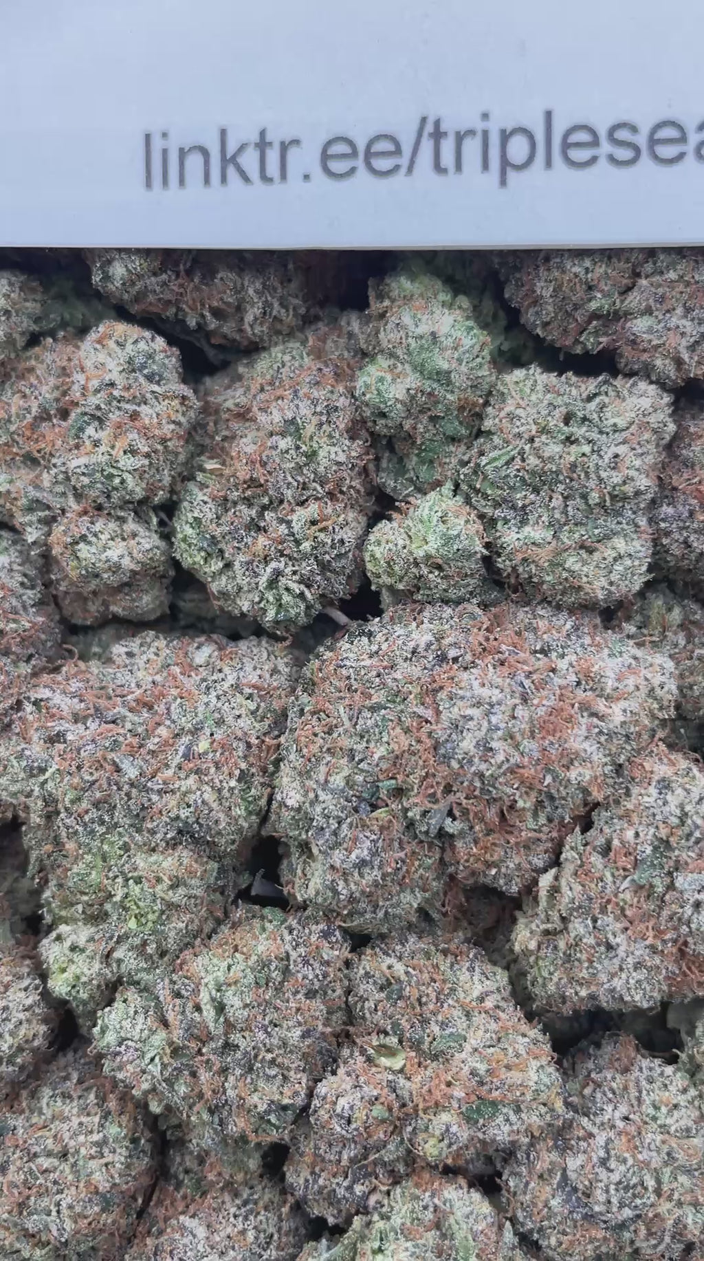 #H22B Cherry Zoda (INDOOR) (LICENSED)