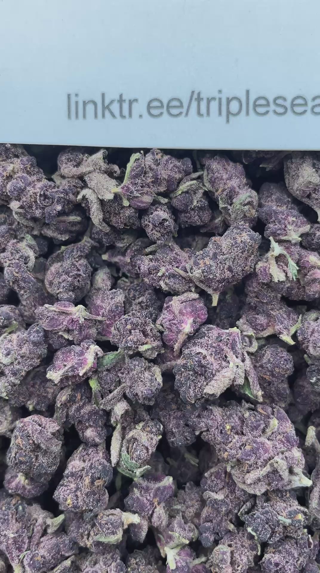 #L4A Forbidden Fruit God (SMALLS) (LICENSED)