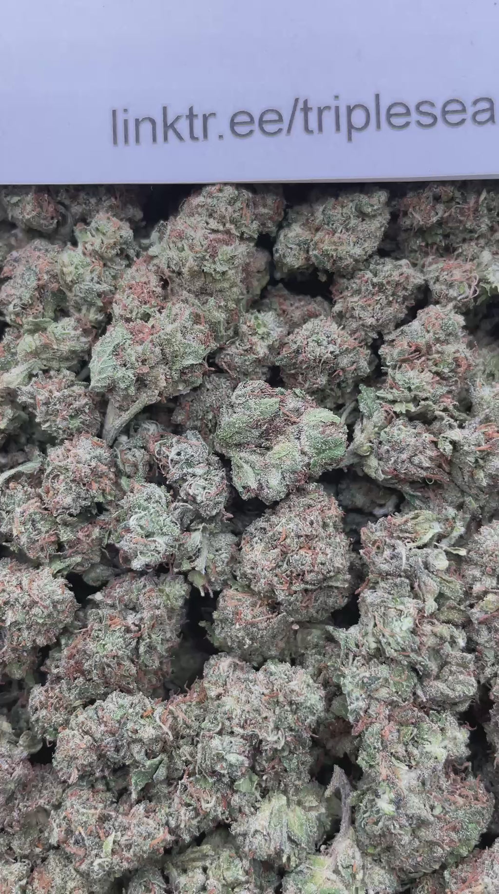 #L39C Strawberry Shortcake (DEP)