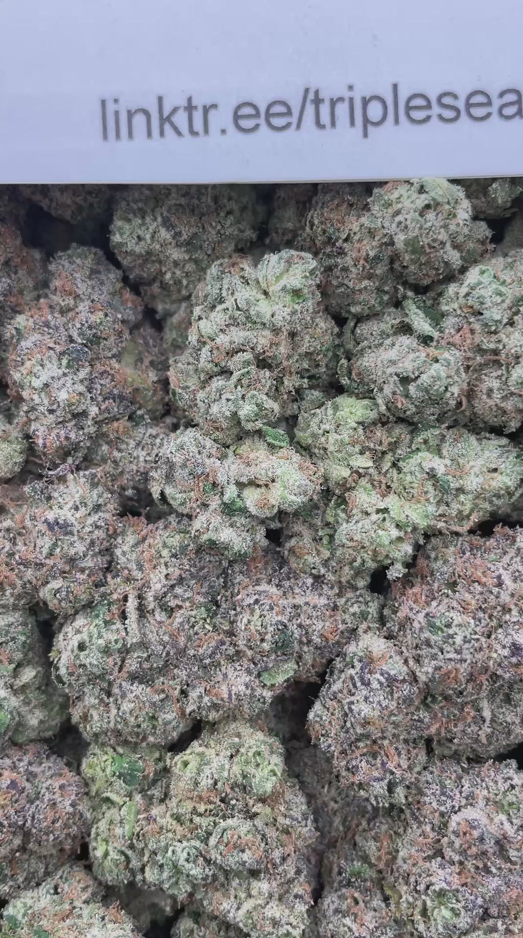 #R22X Gobstoppers (EXOTIC)