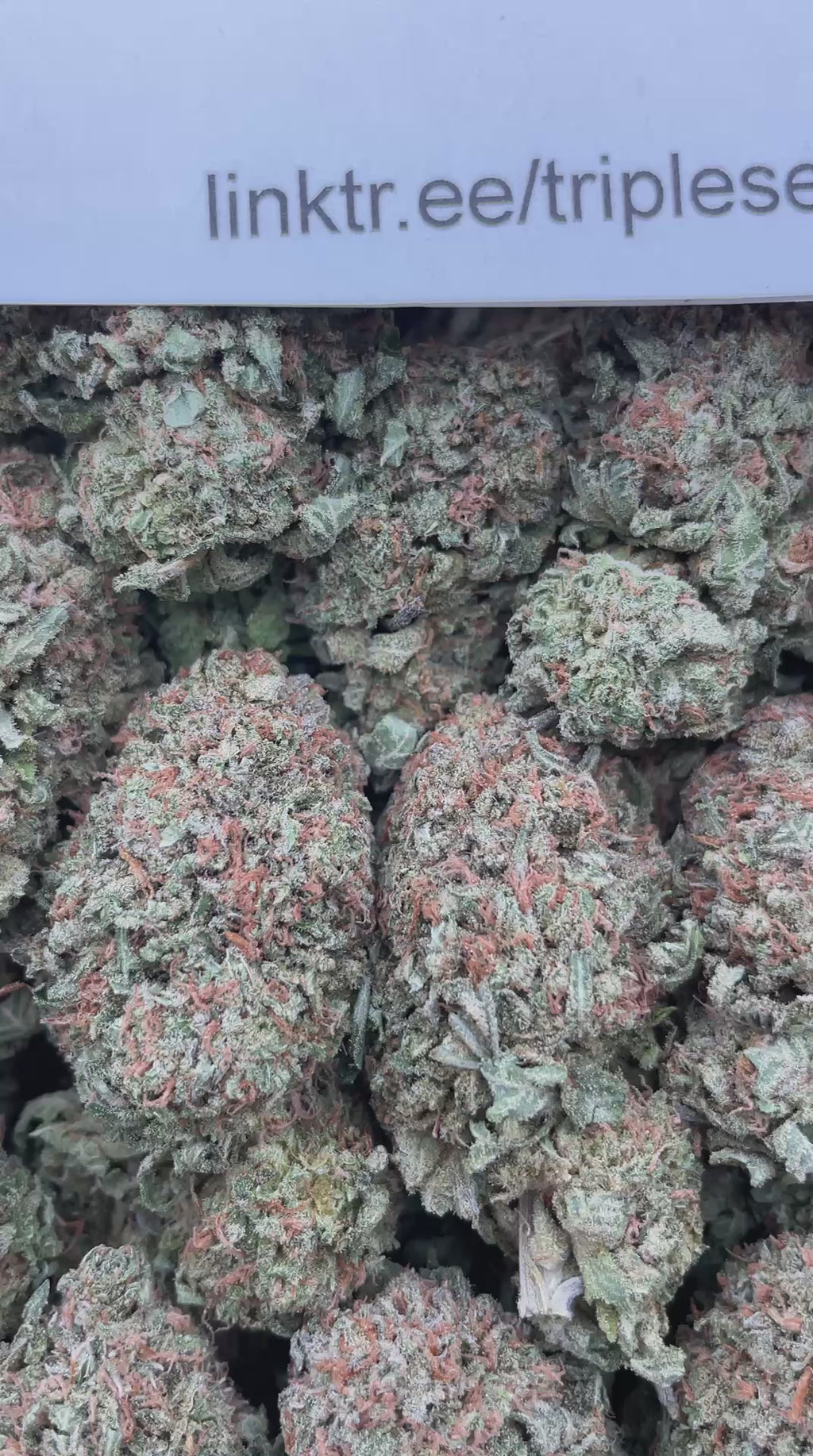 #E13C Bubba Kush (INDOOR)