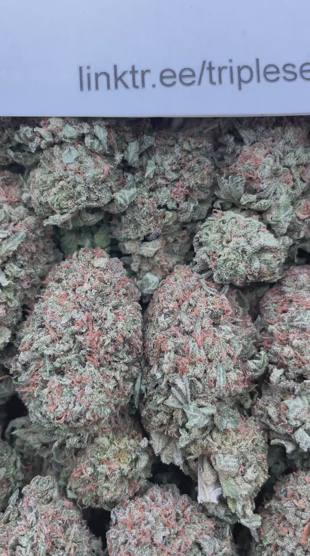 #E13C Bubba Kush (INDOOR)