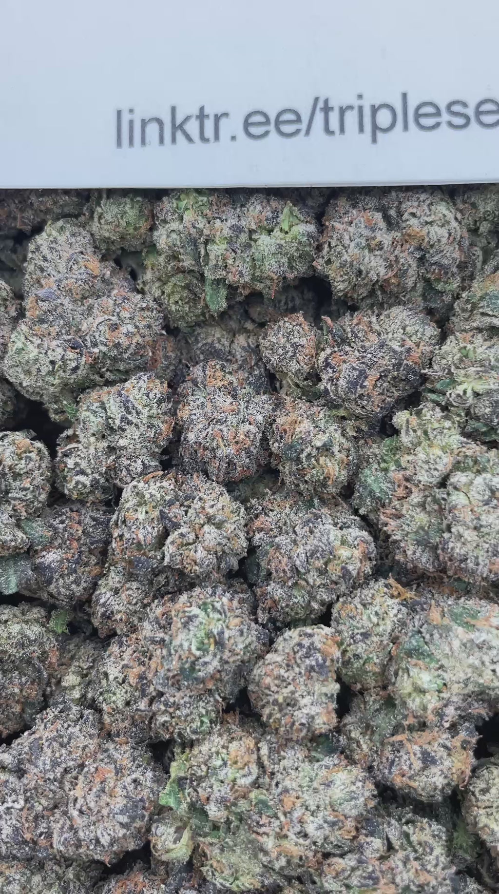 #G36B Lemon Cherry Reign (INDOOR)