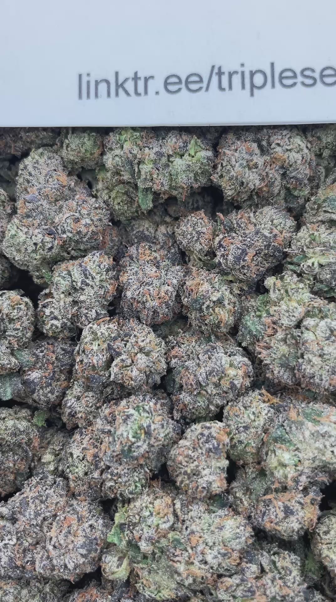#G36B Lemon Cherry Reign (INDOOR)