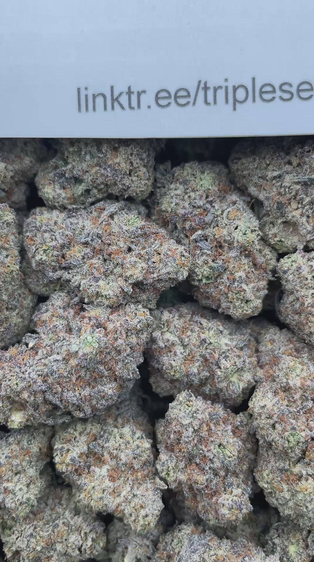 #F23B Zookie N Cream (INDOOR) (LICENSED)
