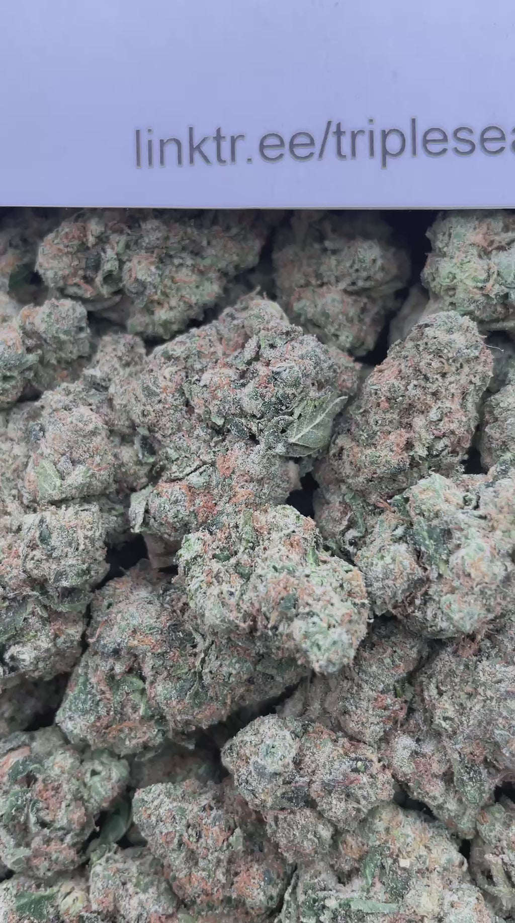 #G28C Sunset Gelato (INDOOR)