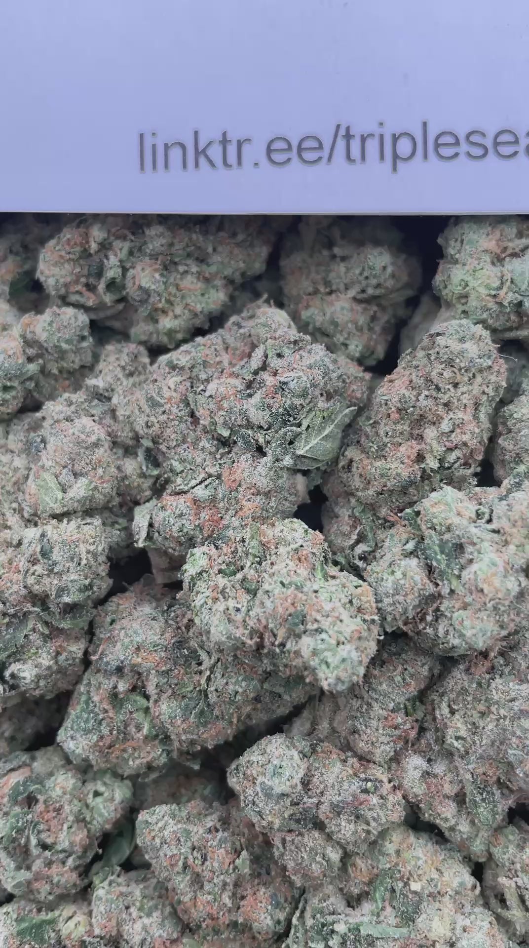 #G28C Sunset Gelato (INDOOR)