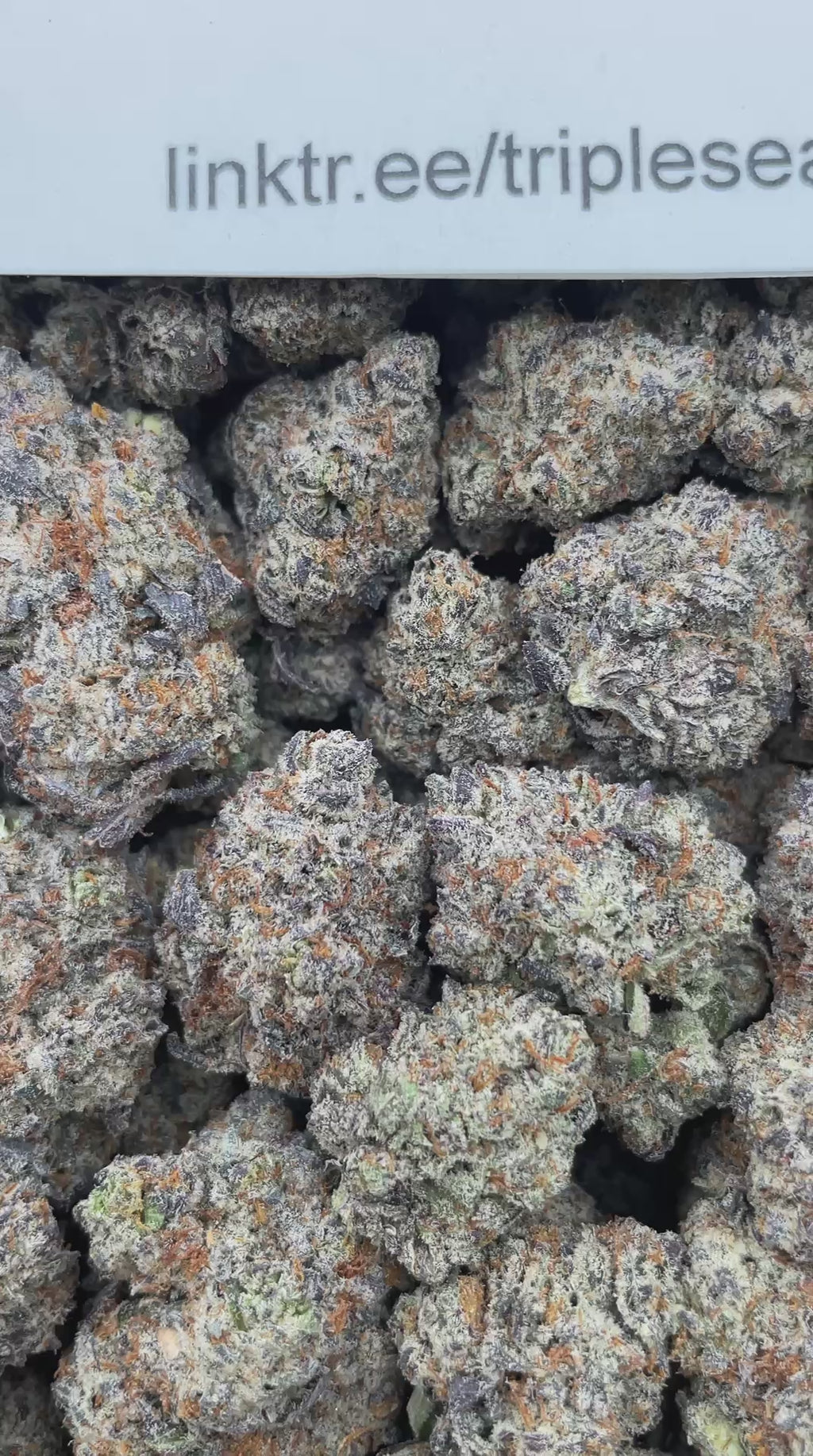 #H33C Black Trufflez (INDOOR)