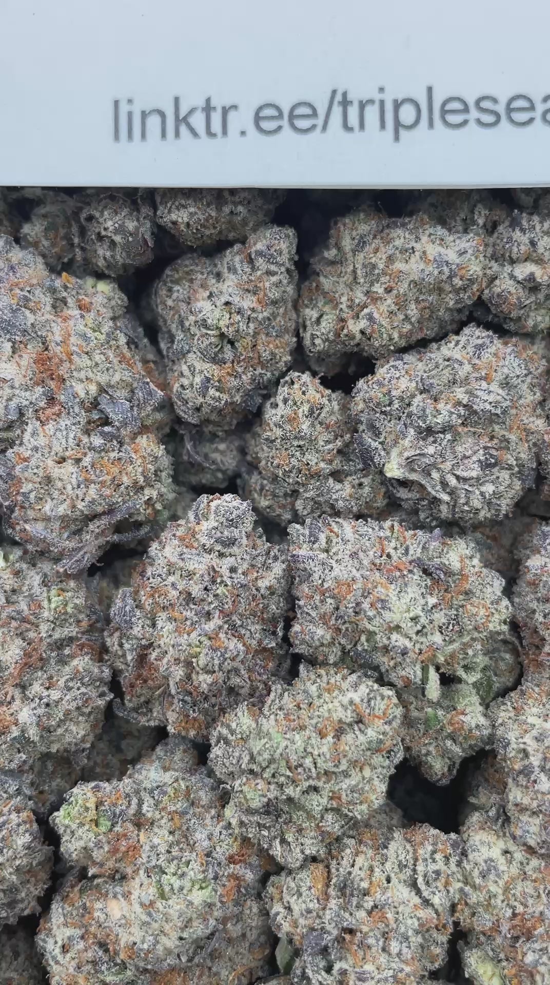#H33C Black Trufflez (INDOOR)