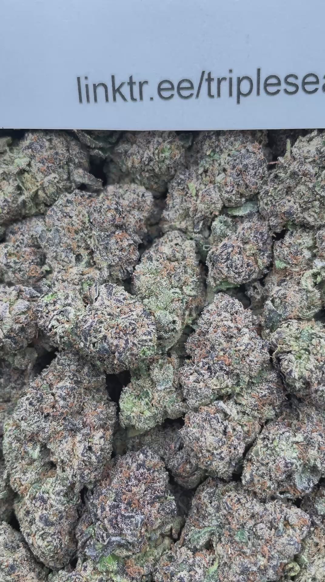 #F38A Blue Vuitton (INDOOR) (LICENSED)