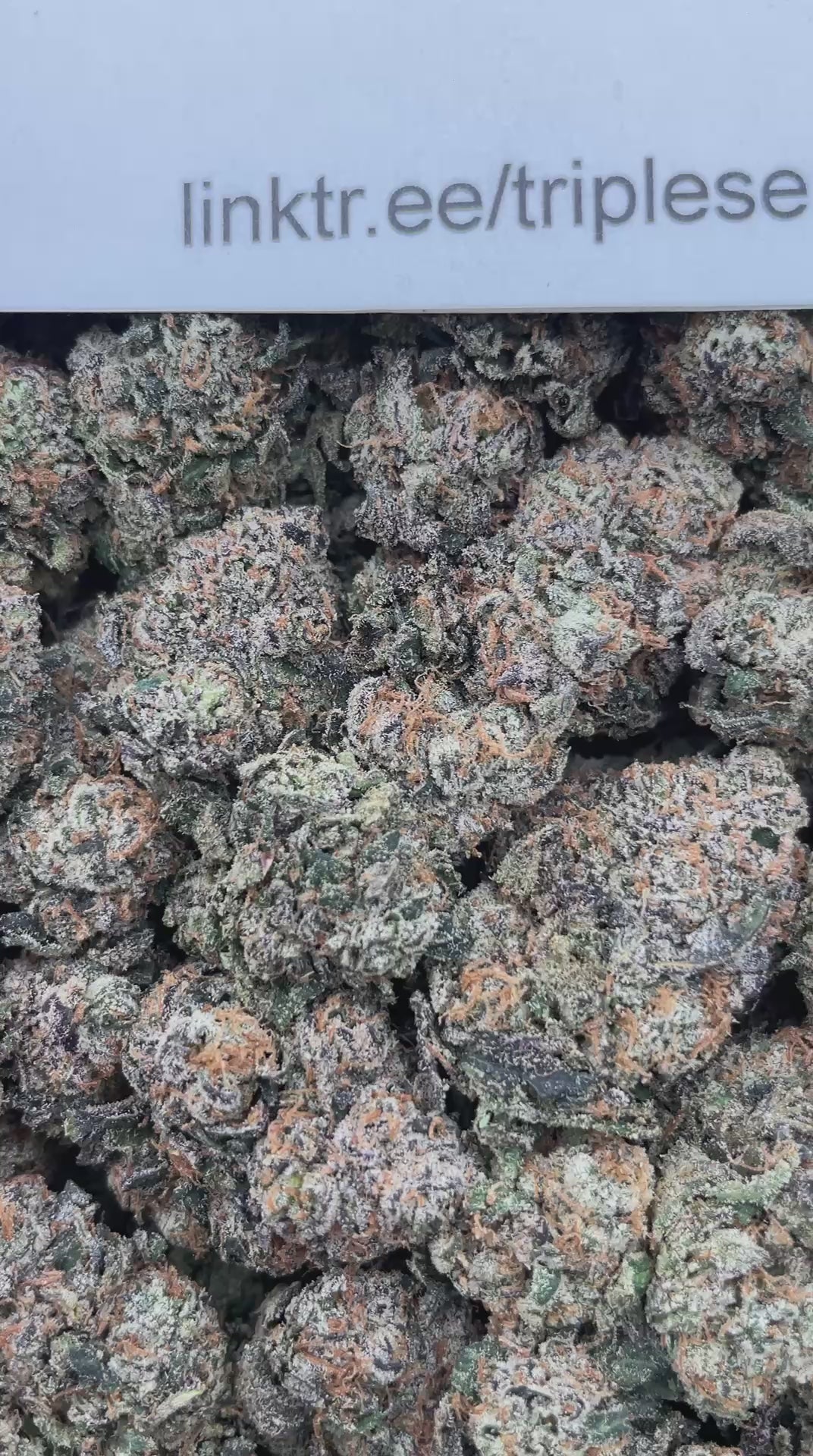 #G10A Candy Pavé (INDOOR)