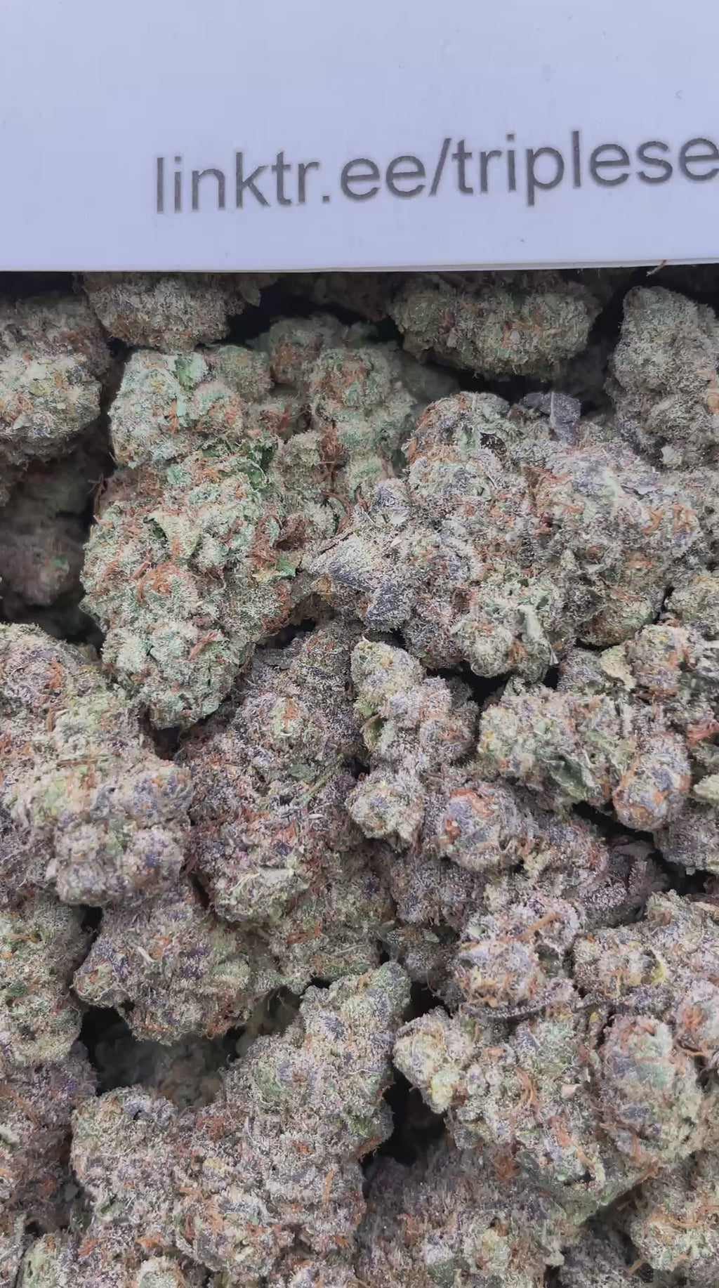 #L34C LA Rock Candy (INDOOR)