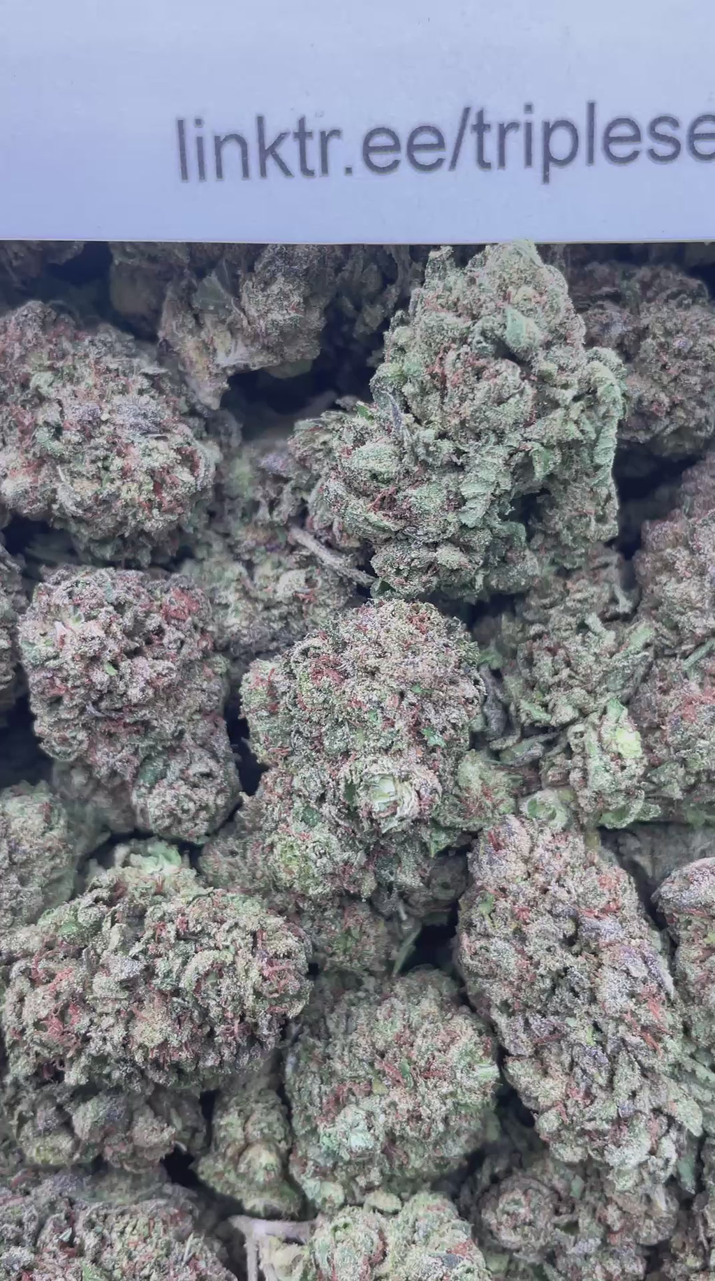#G13A Mystery Airhead (MIXED LIGHT)