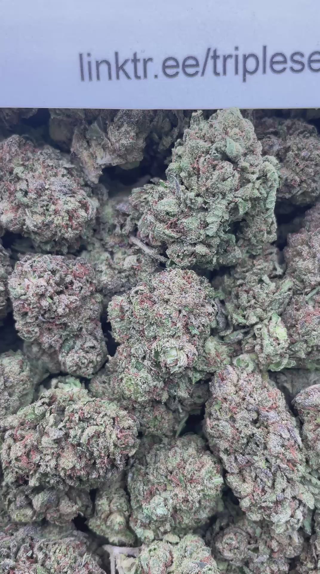 #G13A Mystery Airhead (MIXED LIGHT)