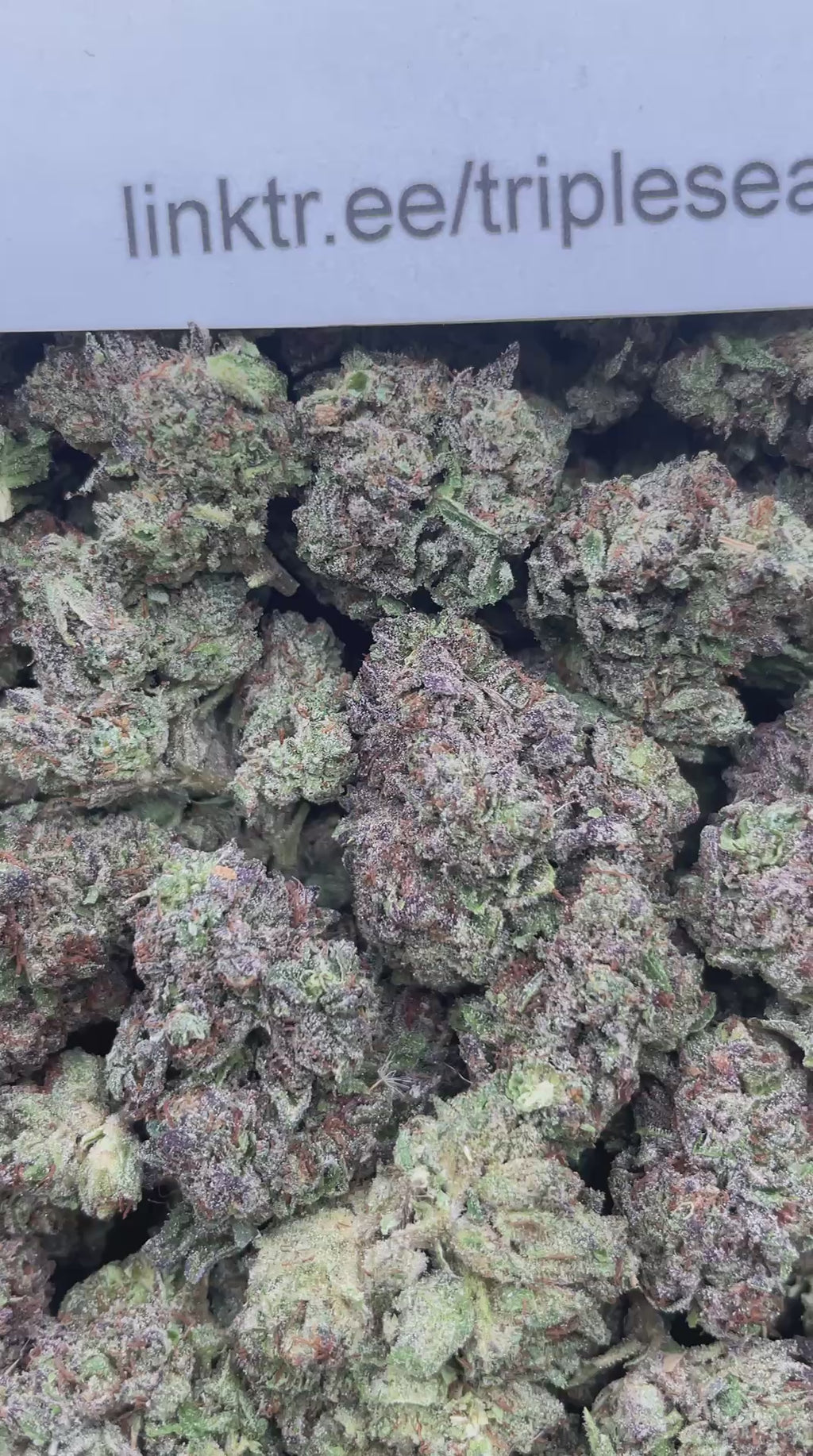 #H35C Gelato Ice Cream (MIXED LIGHT)