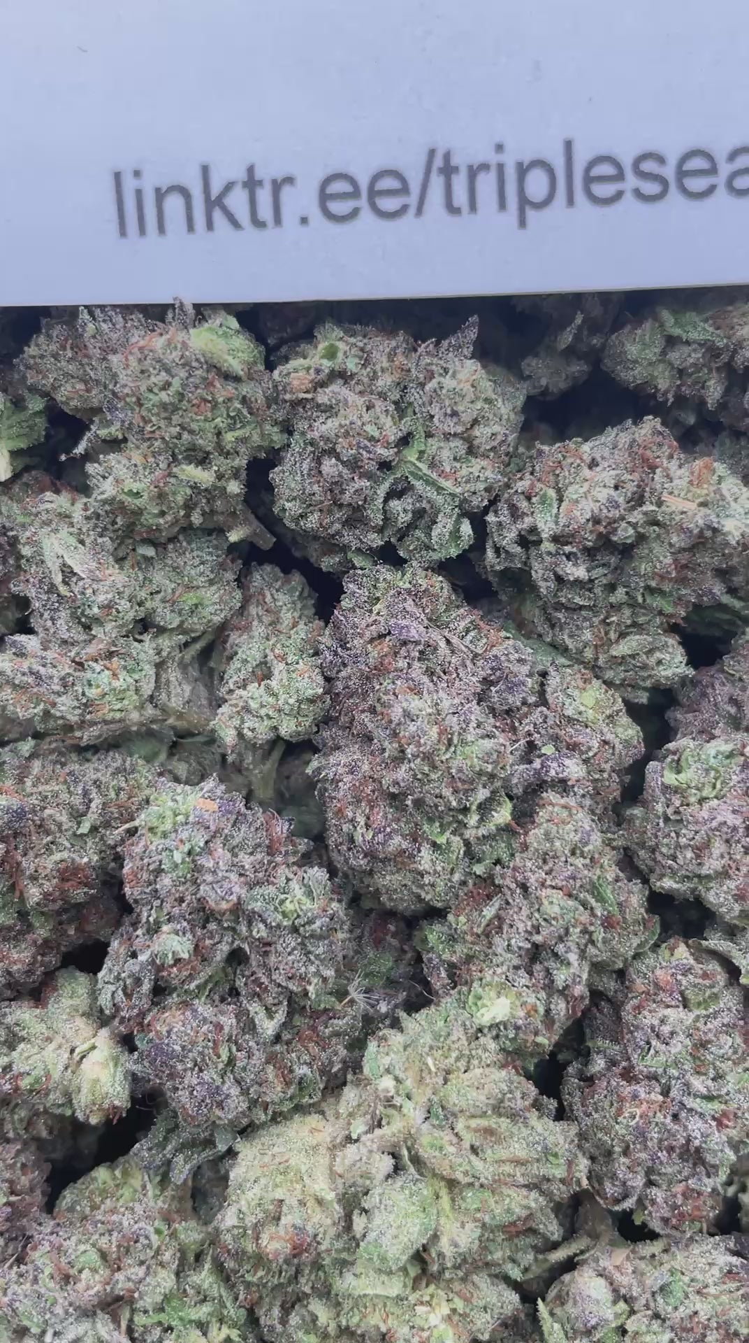 #H35C Gelato Ice Cream (MIXED LIGHT)