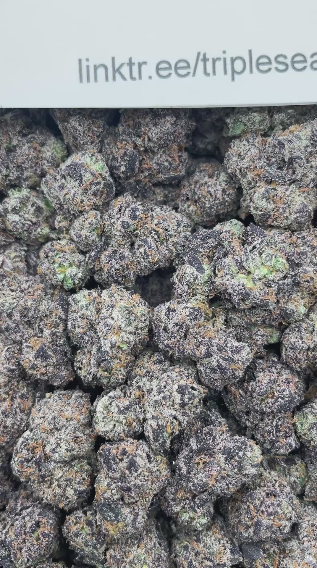 #G2C Zour X Crunch Berries (EXOTIC) (MEDIUMS)