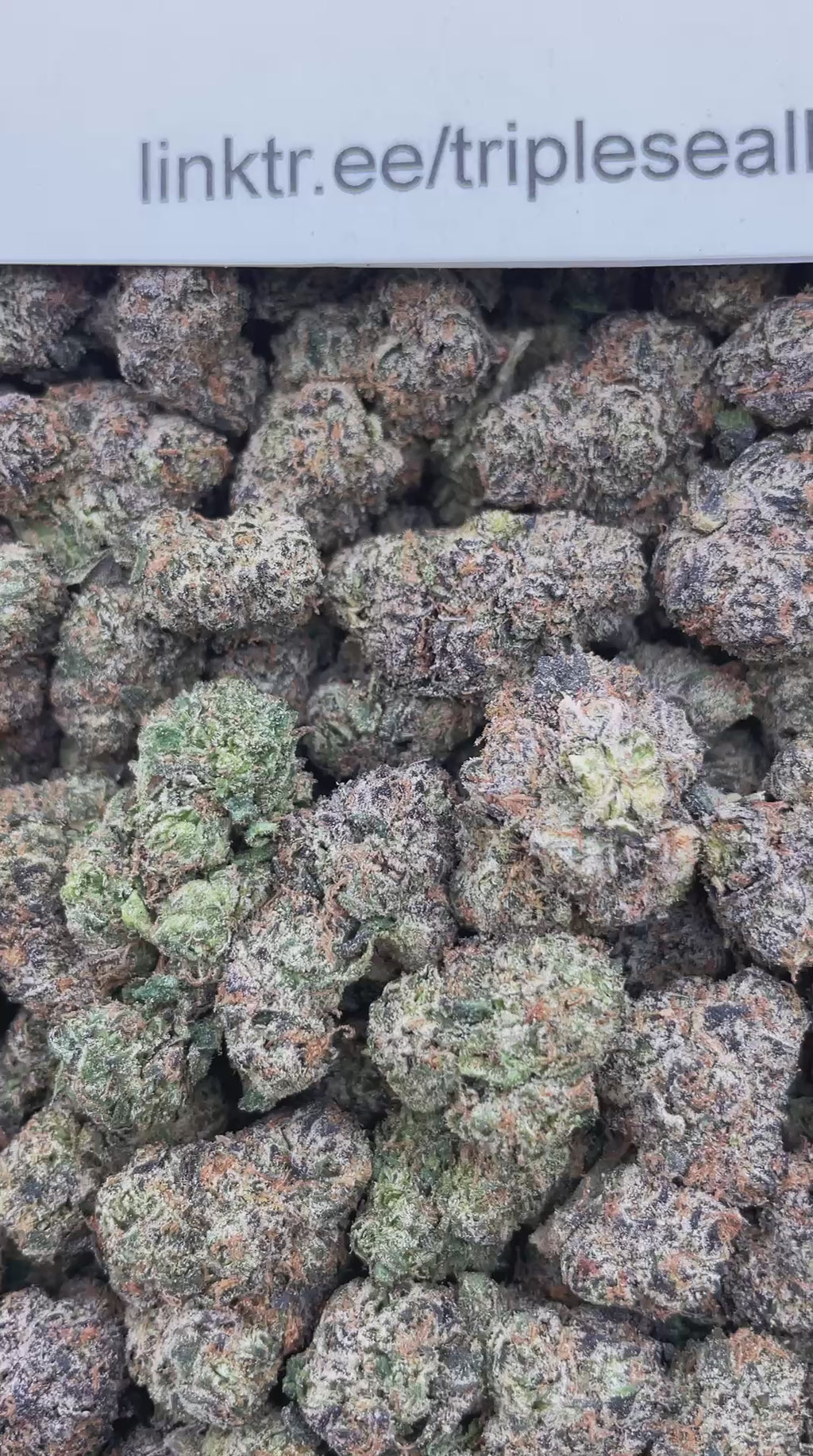 #G16C 91 Cherry Octane (INDOOR) (LICENSED)