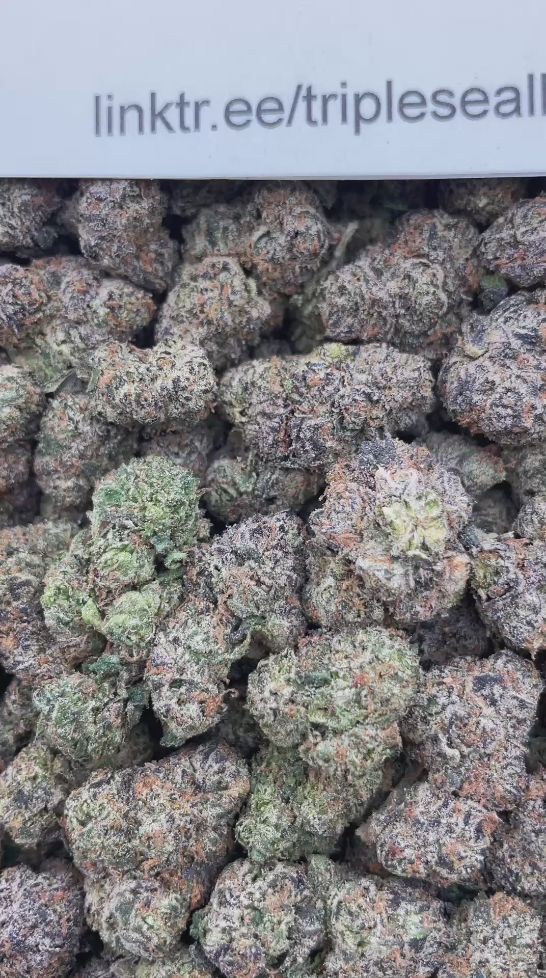 #G16C 91 Cherry Octane (INDOOR) (LICENSED)