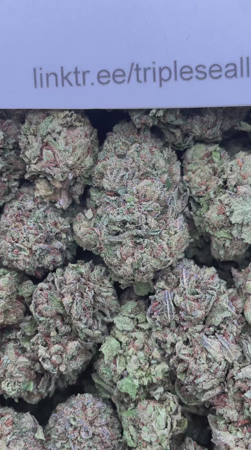 #H15C Very Berry Cherry (MIXED LIGHT)