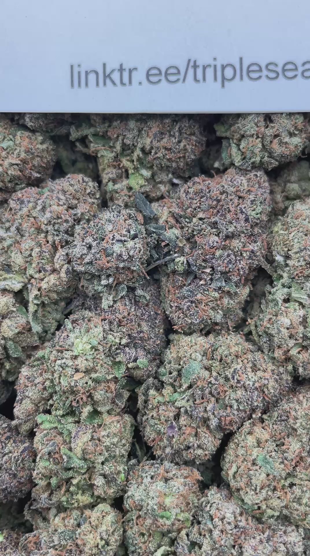 #F21B Blue Mochi (INDOOR)