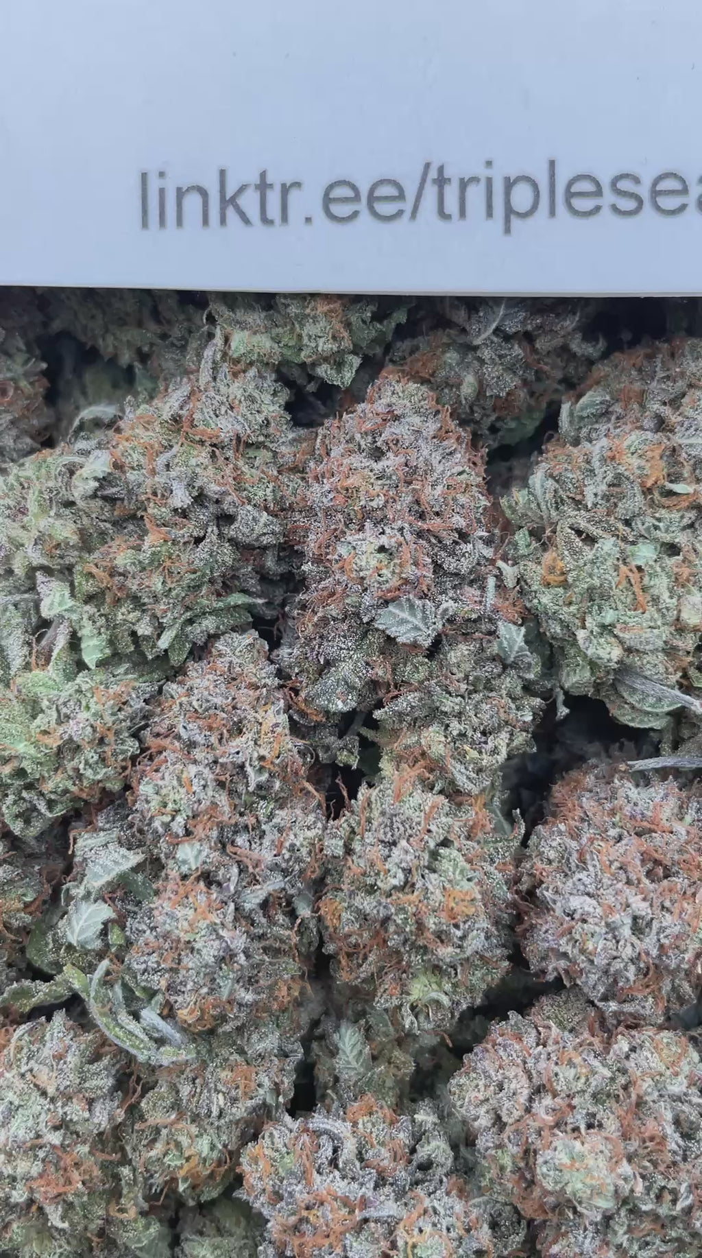 #G24A Triple Platinum (INDOOR)