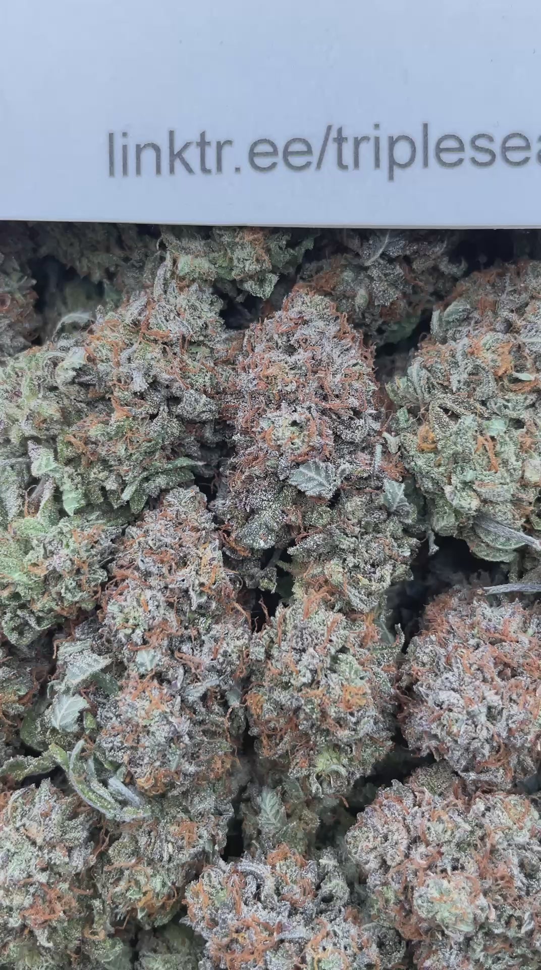 #G24A Triple Platinum (INDOOR)