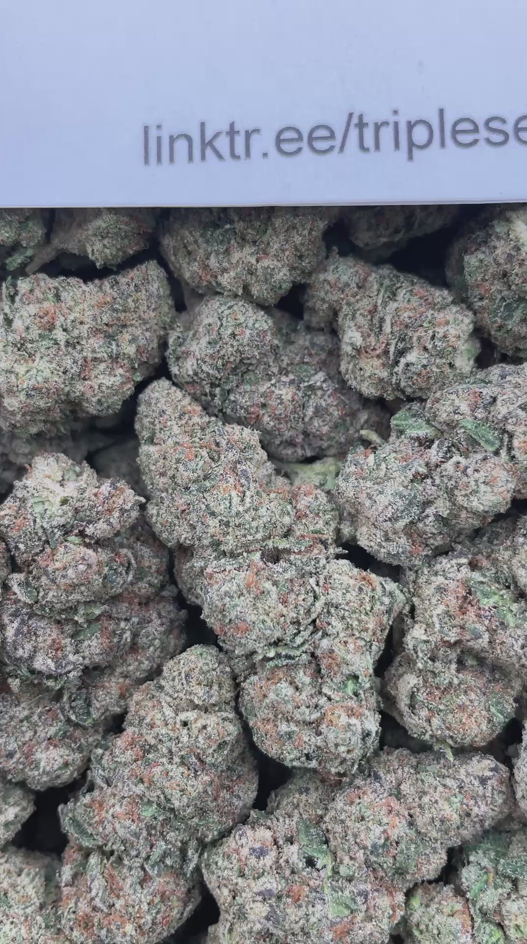 #F13B Sour Dubble X Tahoe Alien (INDOOR)