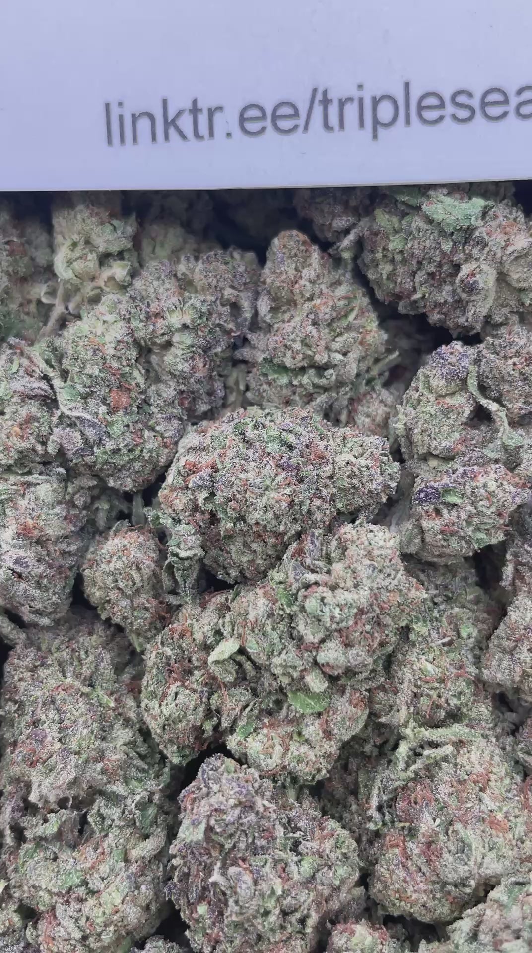#F18A Wedding Cake (MIXED LIGHT)