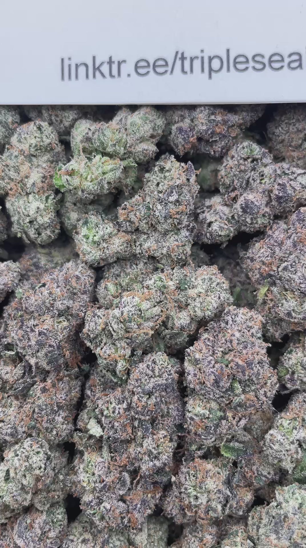 #G37C Frozen Lemonade (INDOOR) (LICENSED)